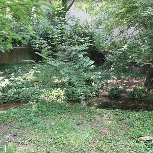 American Alligator Exhibit - Exhibit - Herpetarium