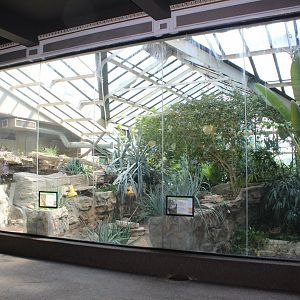 Greenhouse Exhibits (Dwarf Caiman, Blue-tounged Skink) - Herpetarium
