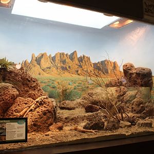 Sonoran Desert Exhibit - Herpetarium
