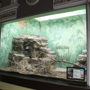 African Rock Python Exhibit - Herpetarium