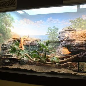 Jamaican Iguana Exhibit - Herpetarium