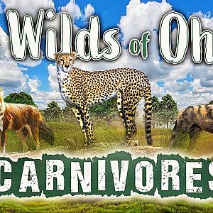 Mid-sized Carnivore Center | Zoo Tours
