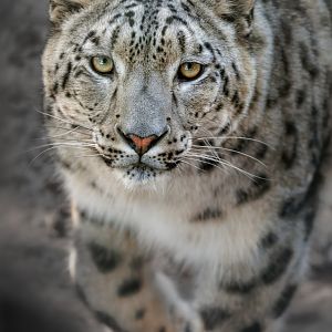 Snow Leopard / 21-1-22 / Thrigby Hall