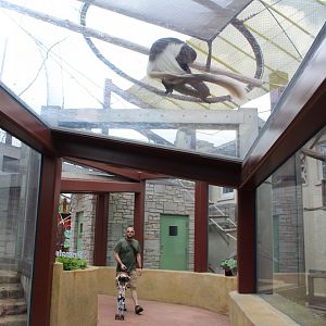 Primate Panorama (Colobus) - Primate Canopy Trails