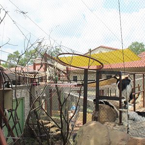 Primate Panorama (Colobus) - Primate Canopy Trails