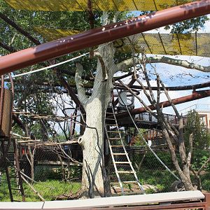 Conservation Canopy (Francois' Langur & Spectacled Langur) - Primate Canopy Trails
