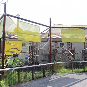 Smaller Primate Exhibits (Cotton-top Tamarin Right, Mongoose Lemur Left) - Primate Canopy Trails