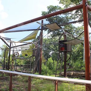 Sycamore Sanctuary (Allen's Swamp Monkey) - Primate Canopy Trails