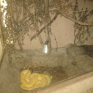 Odsherred Zoo - Monkey/reptile house - Python exhibit