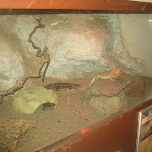Odsherred Zoo - Monkey/reptile house - Agama/plated lizard exhibit