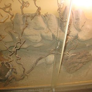 Odsherred Zoo - Monkey/reptile house - Skink exhibit