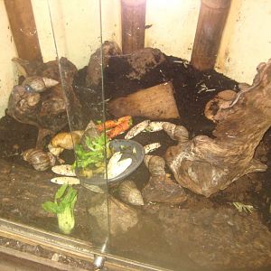 Odsherred Zoo - Monkey/reptile house - Snail exhibit