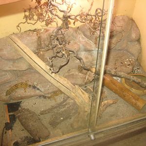Odsherred Zoo - Monkey/reptile house - Gecko exhibit