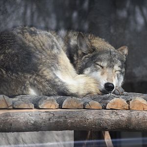 wolf（Canis lupus）