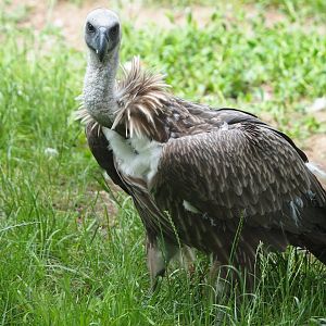Vulture at Beekse Bergen
