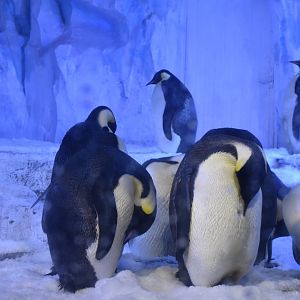 Emperor penguin (Aptenodytes forsteri) and king penguin (Aptenodytes patagonicus)