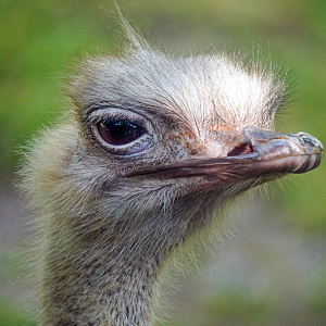 Jun. 2022 - Africa - Ostrich