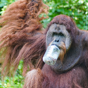 Jun. 2022 - Jungle Trails - Sumatran Orangutan (Henry)