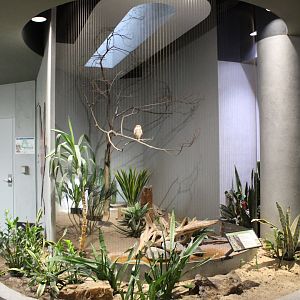Burrowing Owl Exhibit - Bird House