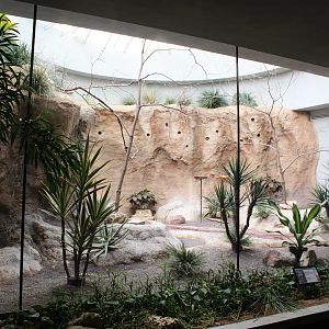 Carmine Bee-eater & Cape Thick-knee Exhibit - Bird House