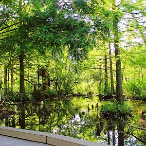 1904 Cypress Swamp Flight Cage