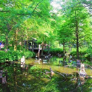 1904 Cypress Swamp Flight Cage