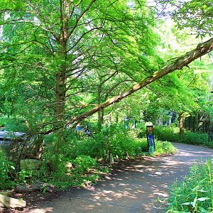 1904 Cypress Swamp Flight Cage