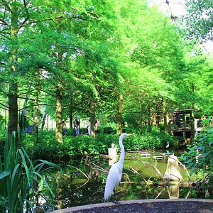 1904 Cypress Swamp Flight Cage