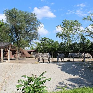 Grevy's Zebra Exhibit - Red Rocks