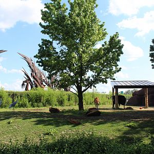 Javan Banteng & Sarus Crane Exhibit - Red Rocks