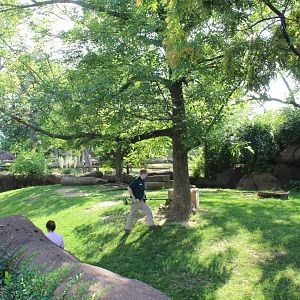 Red Kangaroo and Bennett's Wallaby Exhibit - Red Rocks