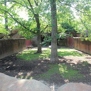 Babirusa Exhibit - Red Rocks