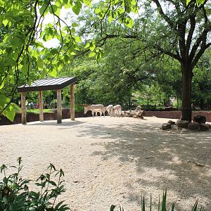 Somali Wild Ass Exhibit - Red Rocks