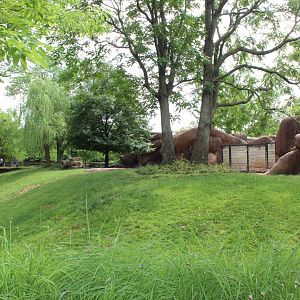 Chinese Goral Exhibit - Red Rocks