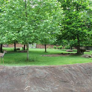 Lesser Kudu, Soemmerring's Gazelle & Saddle-billed Stork Exhibit - Red Rocks