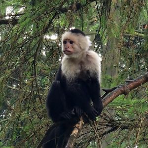 White headed capuchin