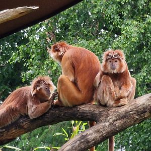 Javan langur