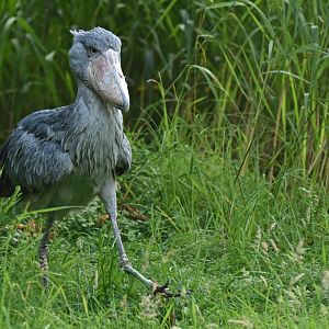 Shoebill Balaeniceps rex