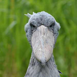 Shoebill Balaeniceps rex