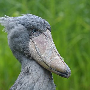 Shoebill Balaeniceps rex