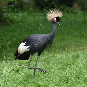 Black Crowned-Crane Balearica pavonina
