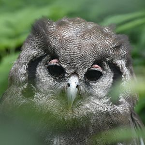 Verreaux's Eagle-Owl Bubo lacteus