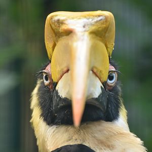 Great Hornbill Buceros bicornis