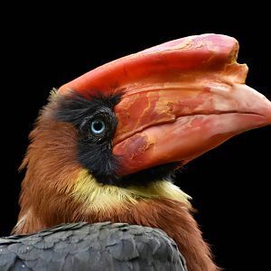 Rufous Hornbill Buceros hydrocorax