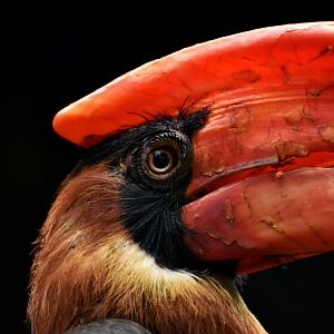 Rufous Hornbill Buceros hydrocorax