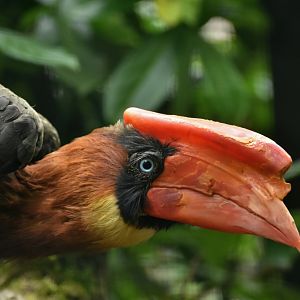 Rufous Hornbill Buceros hydrocorax