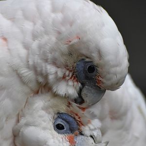 Little Corella Cacatua sanguinea