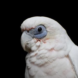 Little Corella Cacatua sanguinea