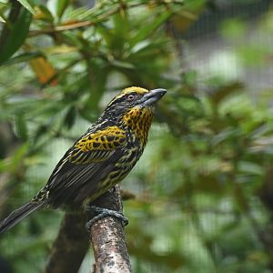 Gilded Barbet Capito auratus