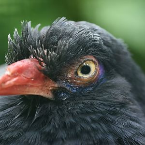 Coral-billed Ground-Cuckoo Carpococcyx renauldi